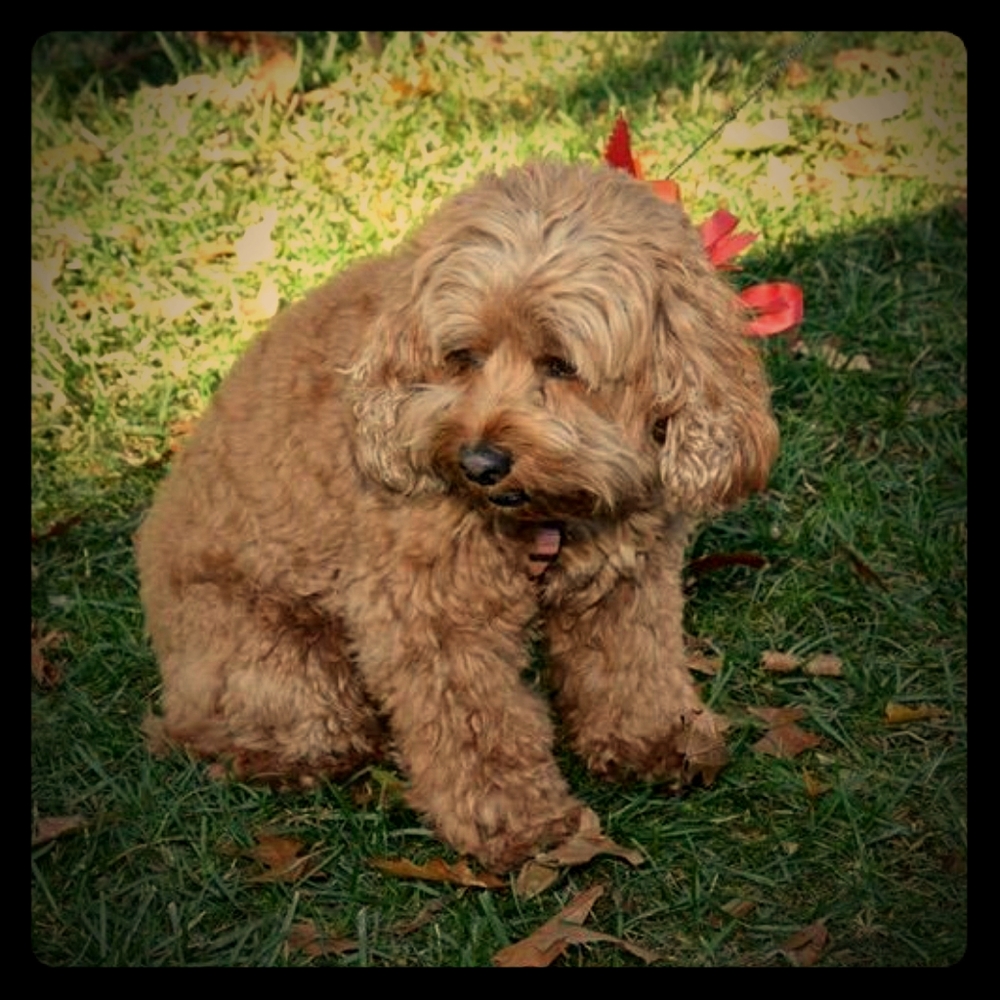 Meet your Posher, Heather